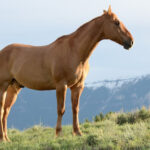 The Positive Impact of Healing With Horses: Equine Therapy at Profound Treatment