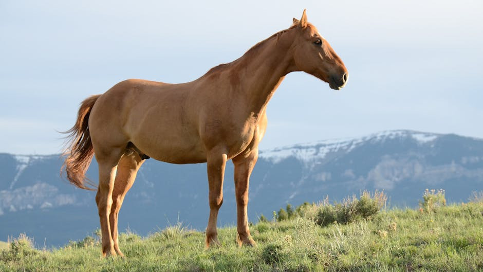 The Positive Impact of Healing With Horses: Equine Therapy at Profound Treatment