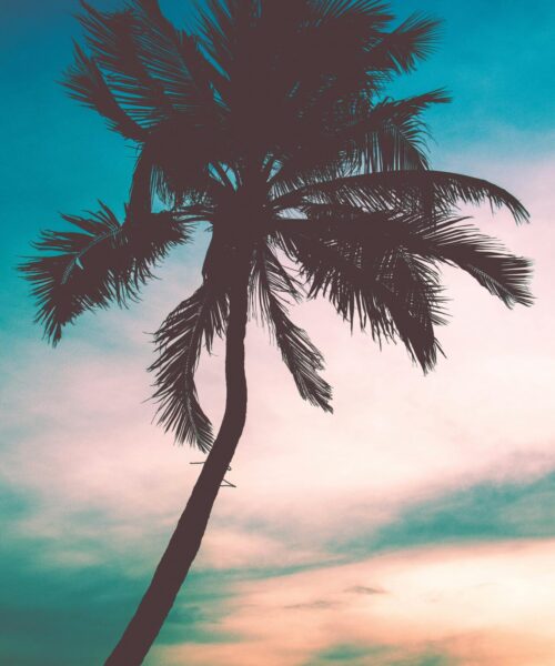 pexels-phong-nguyen-40565-623376